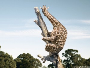 giraffe-tree